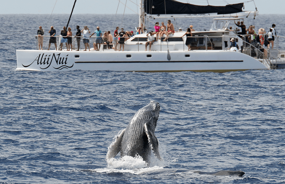 Whale Watching Tours in Maui: What You Need to Know
