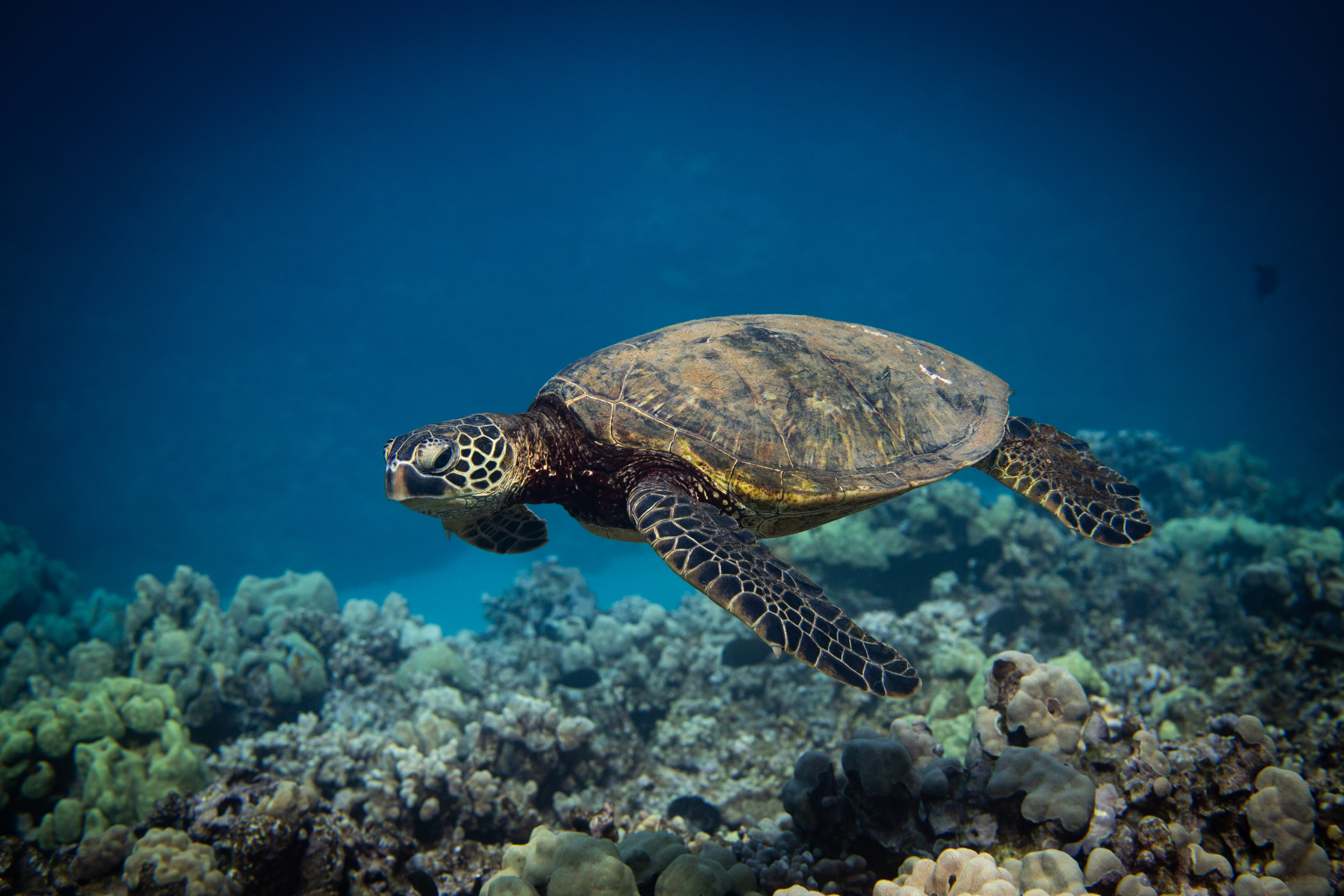 Sea turtle swimming over coral reef in clear blue water.