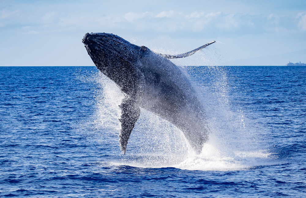 Humpback whale breaching above ocean surface under blue sky.