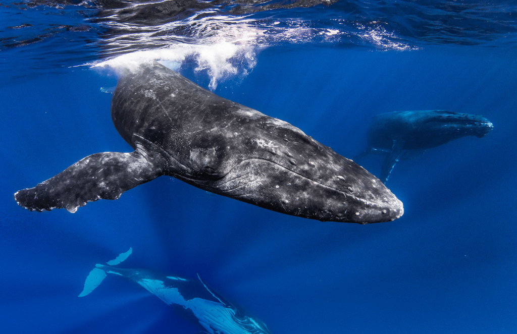 Three whales swimming underwater with sunlight beams in a deep blue ocean.
