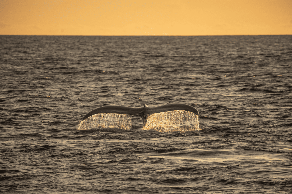 Whale tail above ocean at sunset with orange sky.