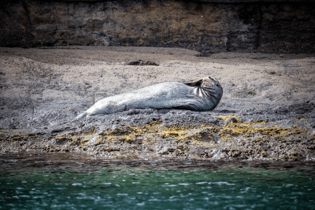 Seal resting on rocky shore by green water.