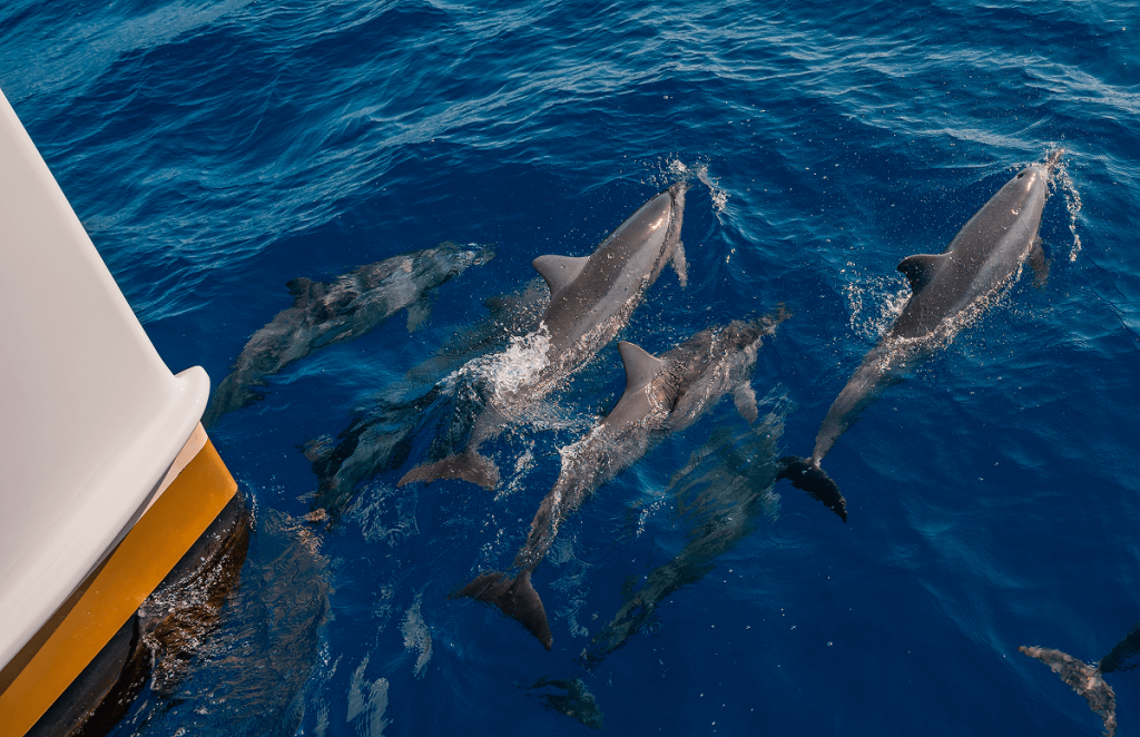 Maui Snorkeling Guide: Everything You Need to Know (2025)