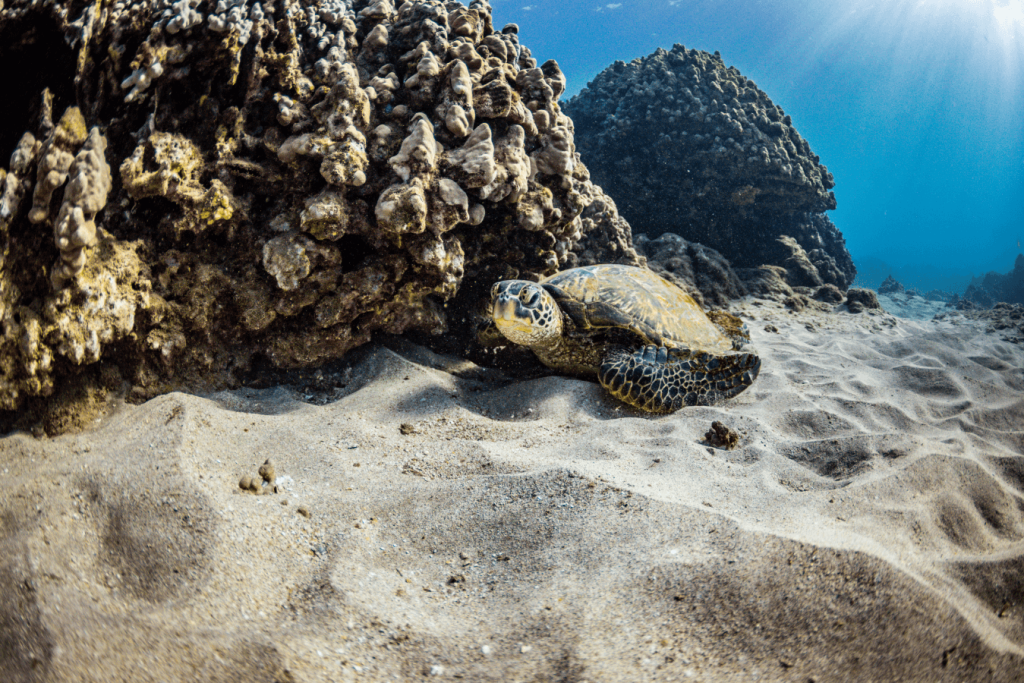 Sea turtle resting on sandy ocean floor near coral, with sunlight filtering through water.