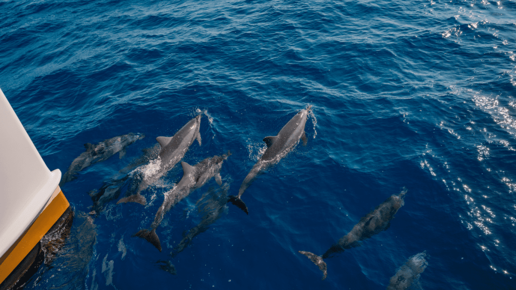 Pod of dolphins swimming in clear blue ocean near a boat's hull.