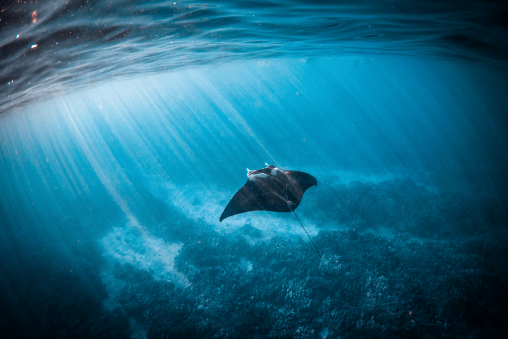 Underwater view of a single manta ray swimming with sunlight beams filtering through the water.