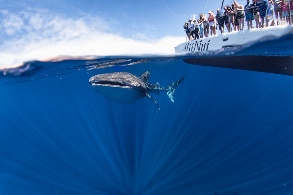 Maui Whale Watching Guide: Best Tours & Ocean Encounters