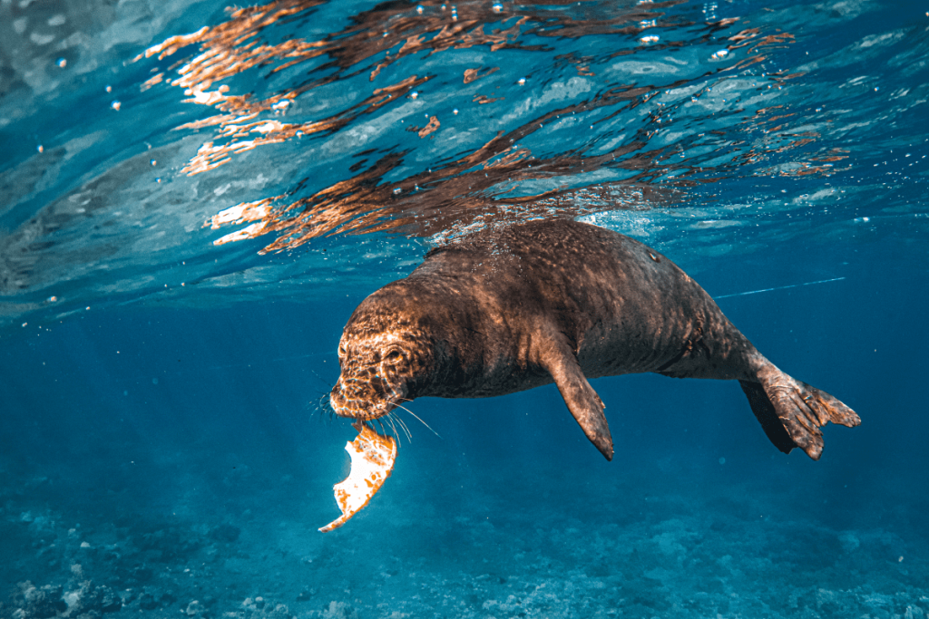 Seal swimming underwater with a fish in its mouth against a blue background.