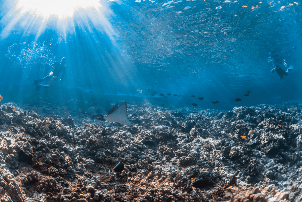 Underwater scene with sunlight, coral reef, fish, and two divers in the background.