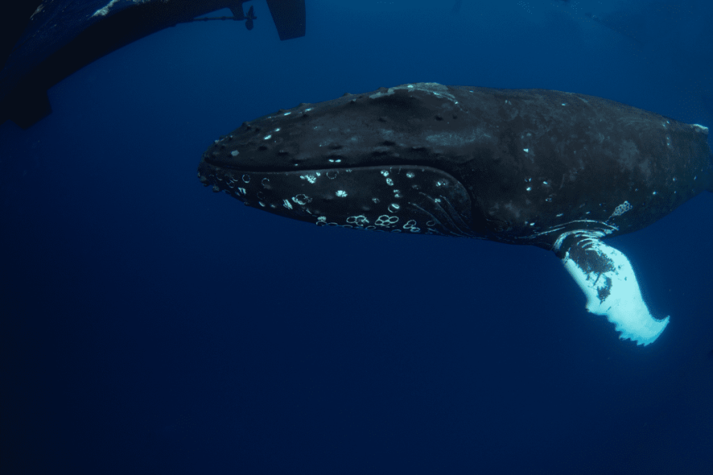 Humpback whale swimming underwater with its white pectoral fin visible.