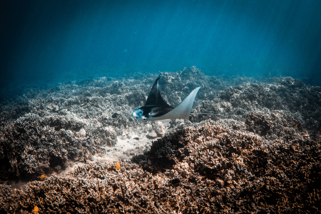 Underwater scene of a manta ray swimming over a coral reef with blue ocean background.