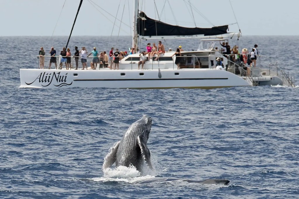 Whale breaching near a sailboat with people watching on deck.