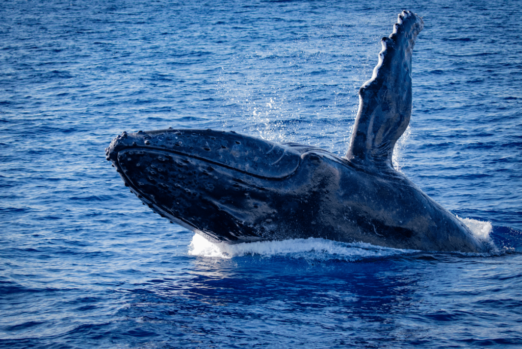 Whale breaching ocean surface with water splashing around.