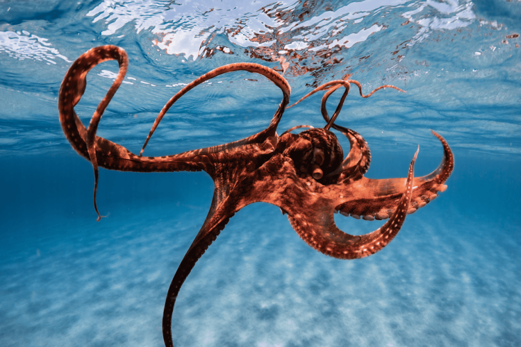 Octopus swimming underwater with tentacles extended in clear blue water.