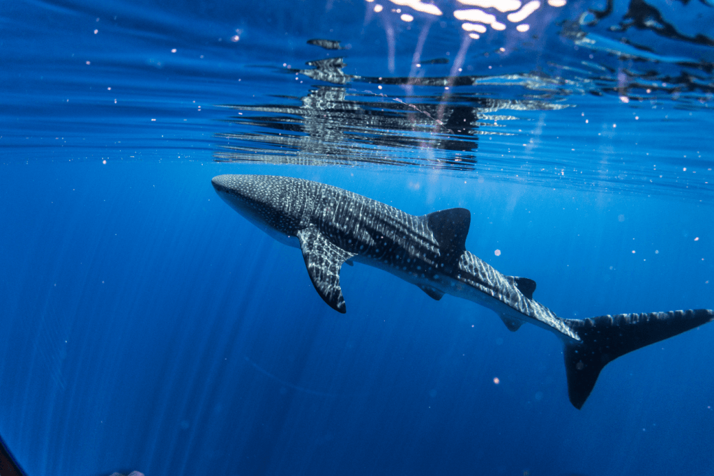 Shark swimming underwater with light reflections on its body.
