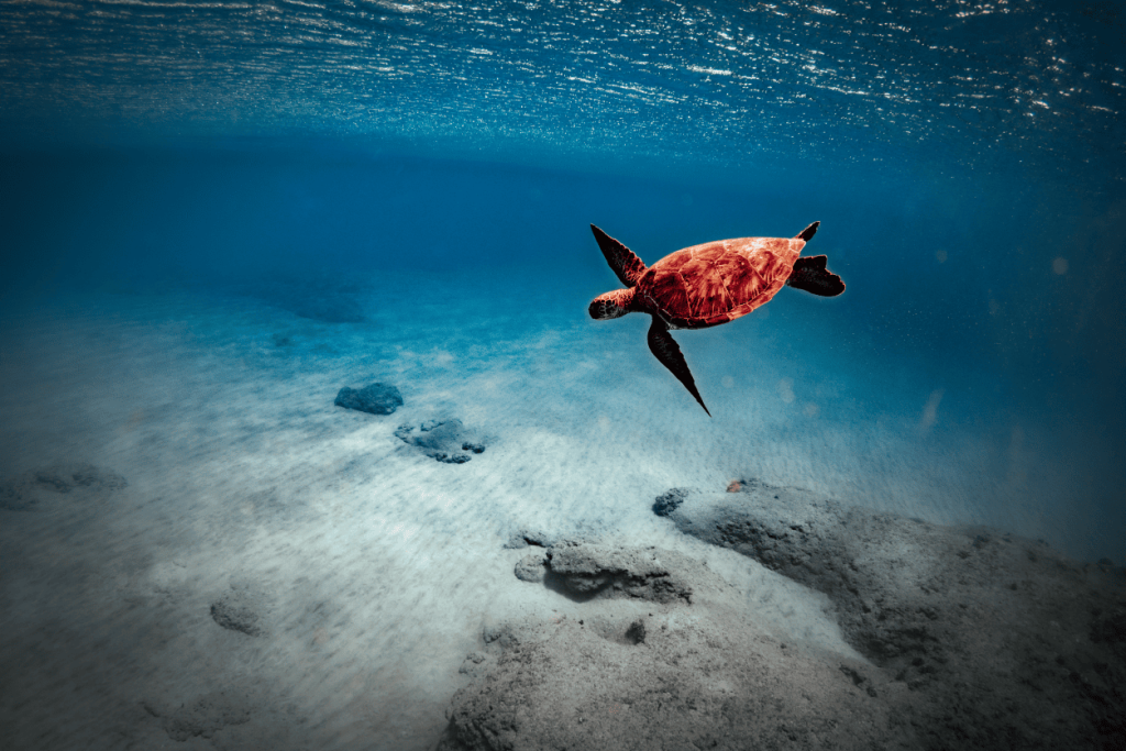 Sea turtle swimming underwater above sandy ocean floor with rocks.
