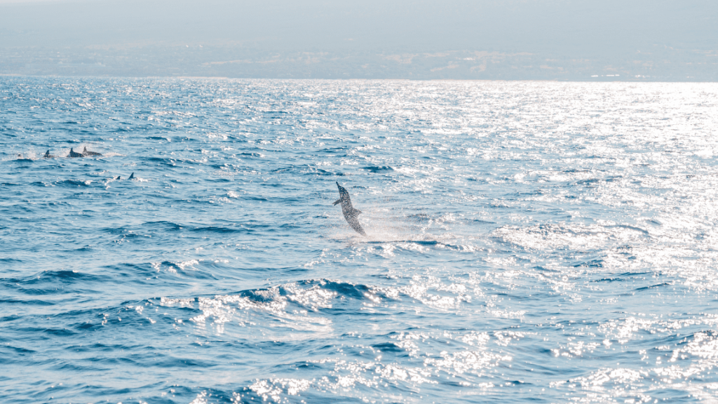 Dolphin jumping in sunlit ocean with distant shoreline.