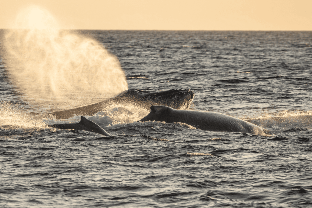 Two whales swimming in ocean with one spouting water at sunset.