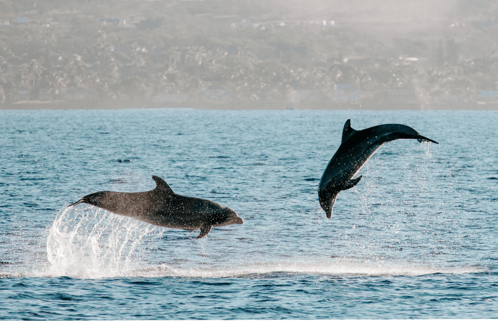 Two dolphins leaping from the ocean with land in the background.