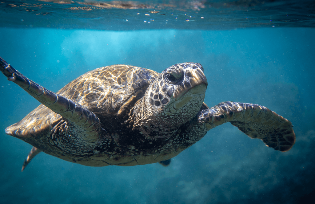 Sea turtle swimming underwater in clear blue ocean.