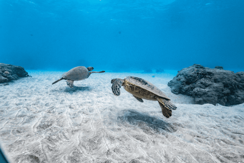 Two sea turtles swimming over sandy ocean floor with rocks nearby.