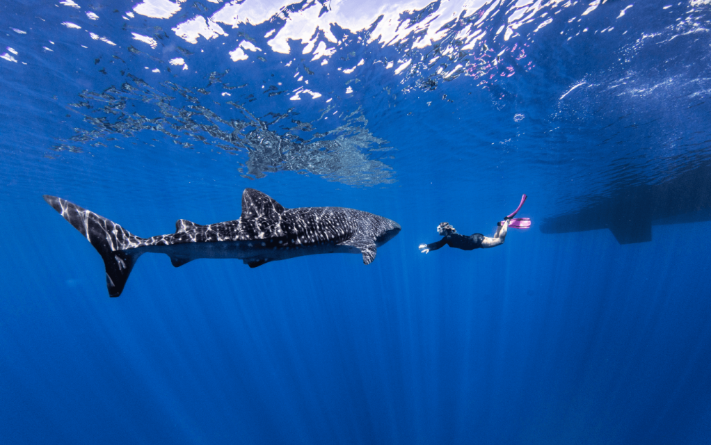 Snorkeler swimming near a large whale shark in clear blue water.