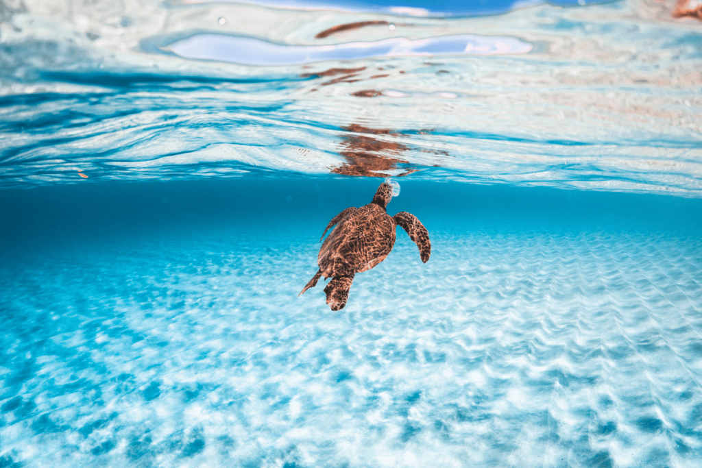 Sea turtle swimming underwater in clear blue ocean.