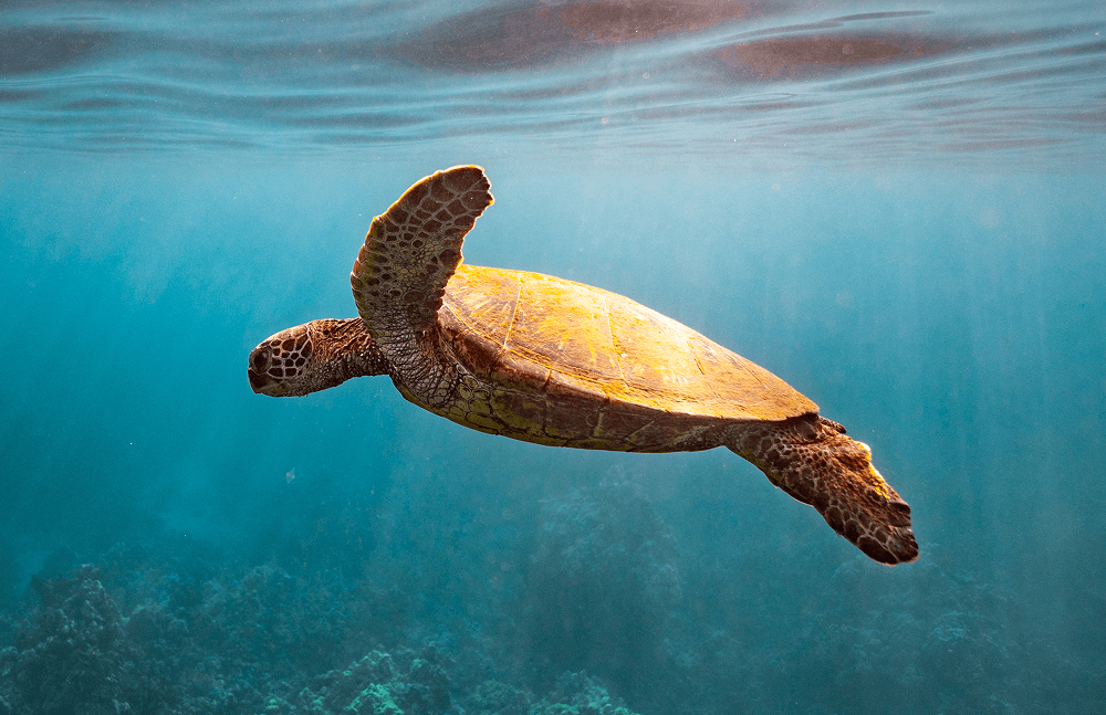 Snorkeling for Beginners in Maui: Non-Swimmers Guide & Best Beaches