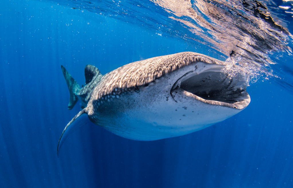 Whale shark swimming underwater with mouth open in clear blue ocean.