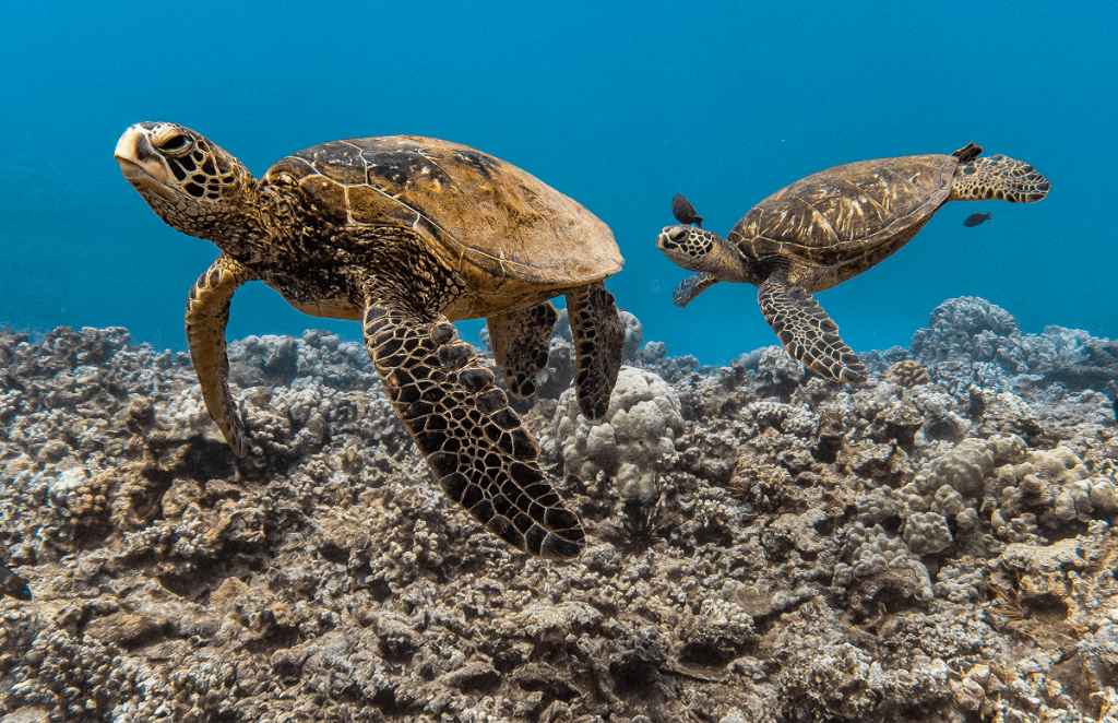 Two sea turtles swim above coral in clear blue water.