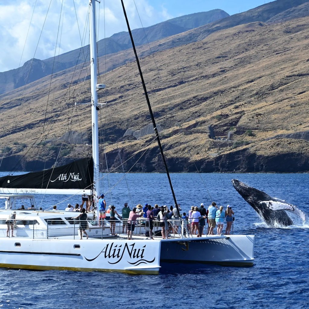 Catamaran with people watching a whale breach near a mountainous coastline.